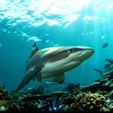 Branson's Wild World