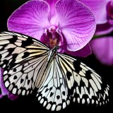Butterfly On Flower
