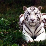 White Tiger