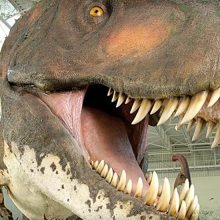 Dinosaur Museum - 2024 Discount Tickets - Branson Travel Office