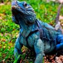 Blue Iguana