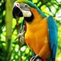 Exotic Birds & Parrots
