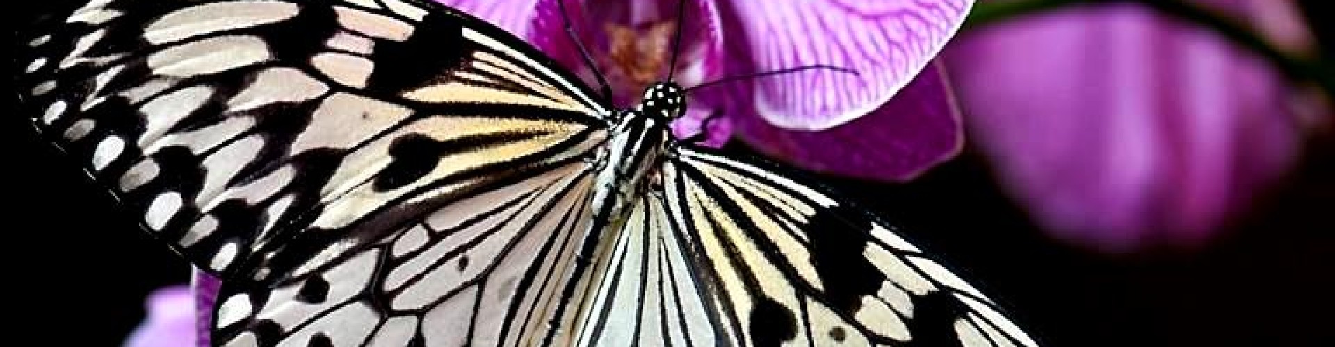 Butterfly rainforest coupons
