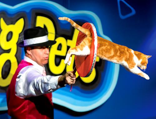 Amazing Pets Show Packages