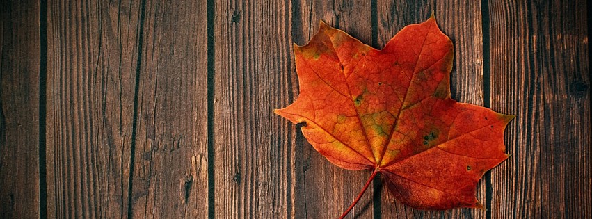 Fall leaf on wood