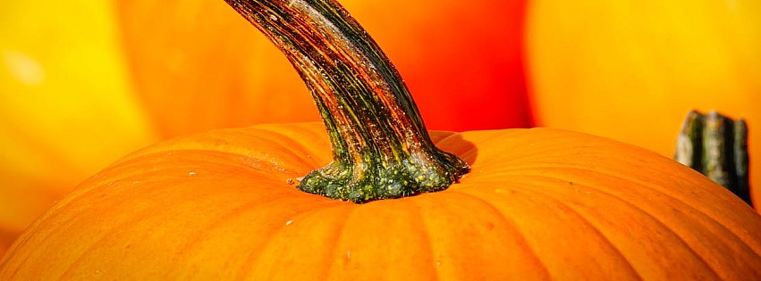 Pumpkin up-close